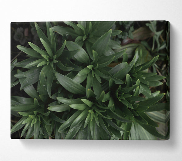  A Canvas Print of Emerald Green Sprouts Canvas Print
