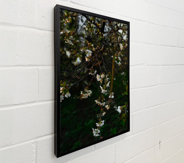 Green And White Blossoms