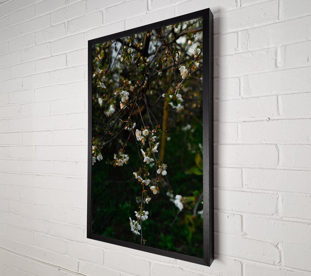  A Canvas Print of Green And White Blossoms Canvas Print