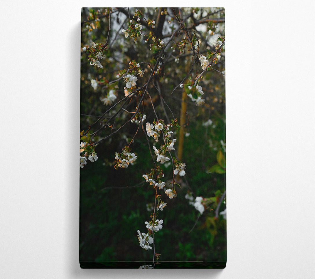  A Canvas Print of Green And White Blossoms Canvas Print