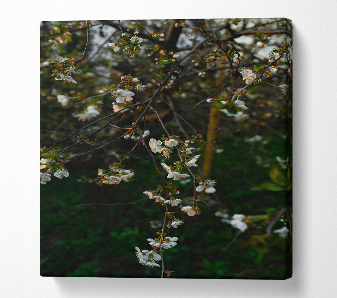  A Canvas Print of Green And White Blossoms Canvas Print