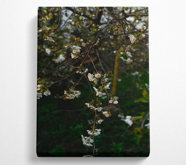  A Canvas Print of Green And White Blossoms Canvas Print