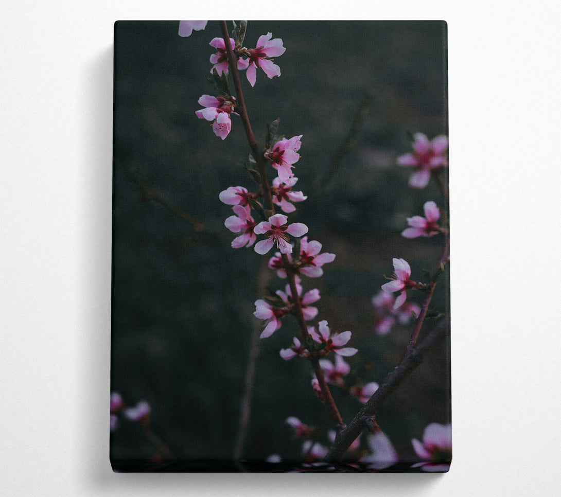  A Canvas Print of Pink Blossom Branch Canvas Print