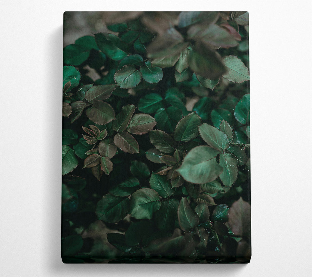  A Canvas Print of Emerald Green Leaves Canvas Print