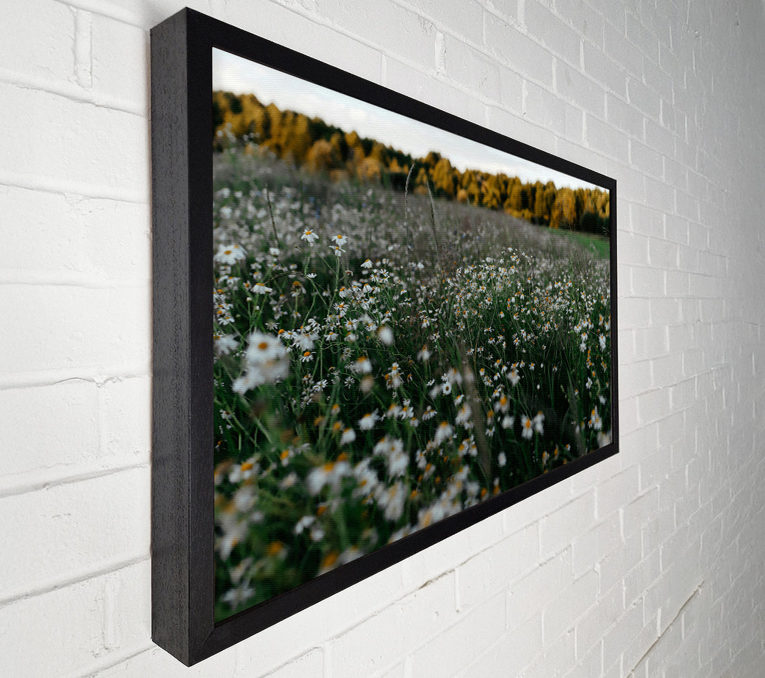  A Canvas Print of Green Meadow Daisies Canvas Wall Art
