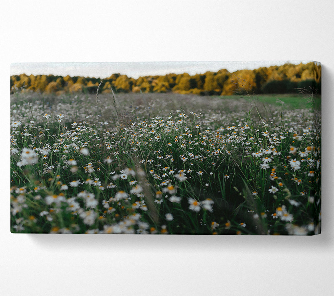  A Canvas Print of Green Meadow Daisies Canvas Wall Art