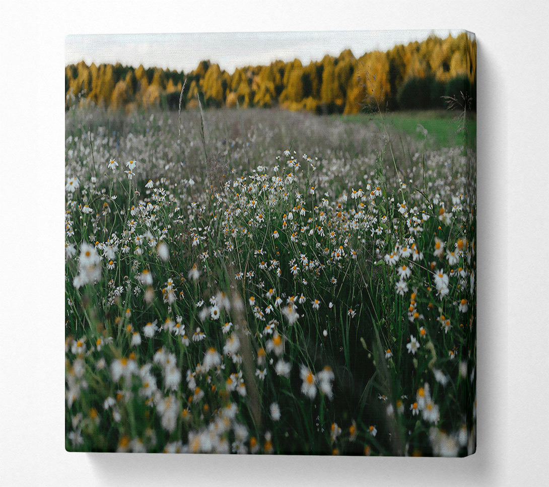  A Canvas Print of Green Meadow Daisies Canvas Wall Art