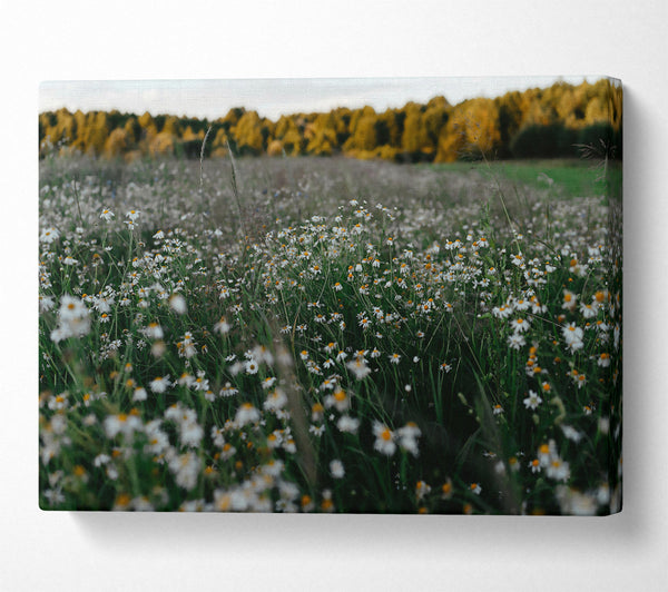  A Canvas Print of Green Meadow Daisies Canvas Wall Art