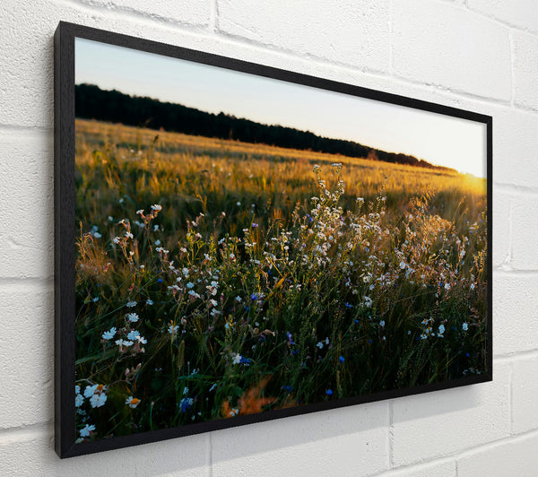 Golden Field Blooms