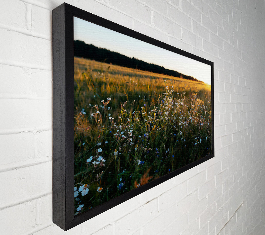  A Canvas Print of Golden Field Blooms Canvas Print