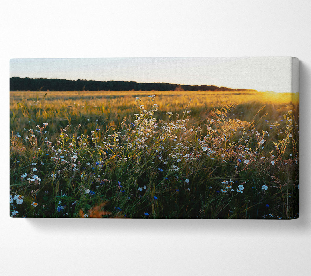  A Canvas Print of Golden Field Blooms Canvas Print