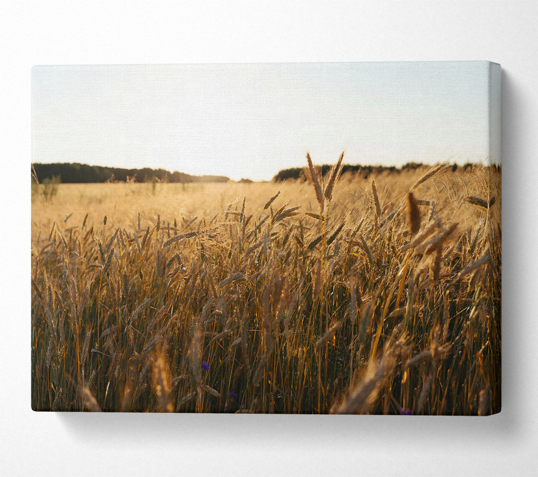  A Canvas Print of Golden Wheat Field Canvas Wall Art