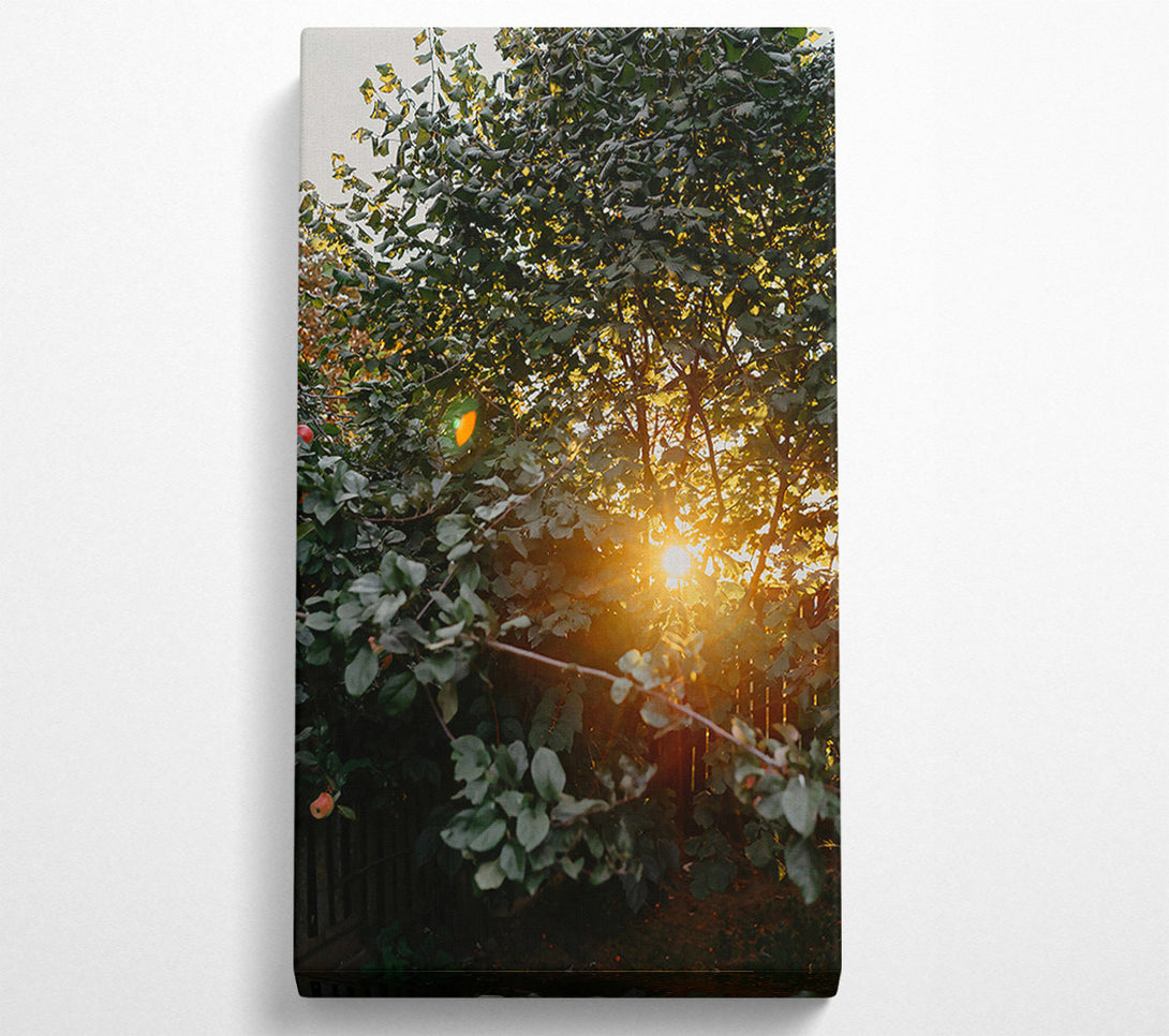  A Canvas Print of Golden Leaves And Sunbeams Canvas Art