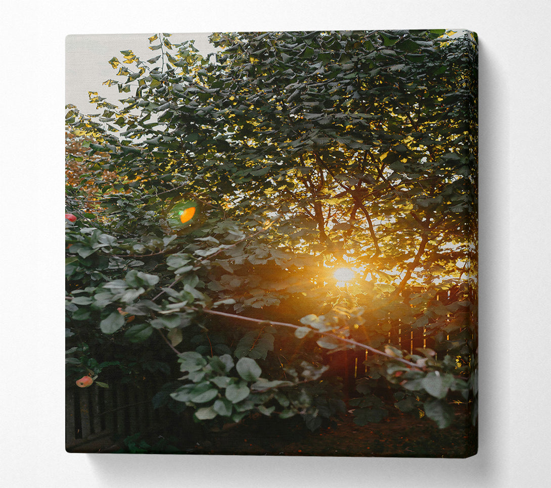  A Canvas Print of Golden Leaves And Sunbeams Canvas Art