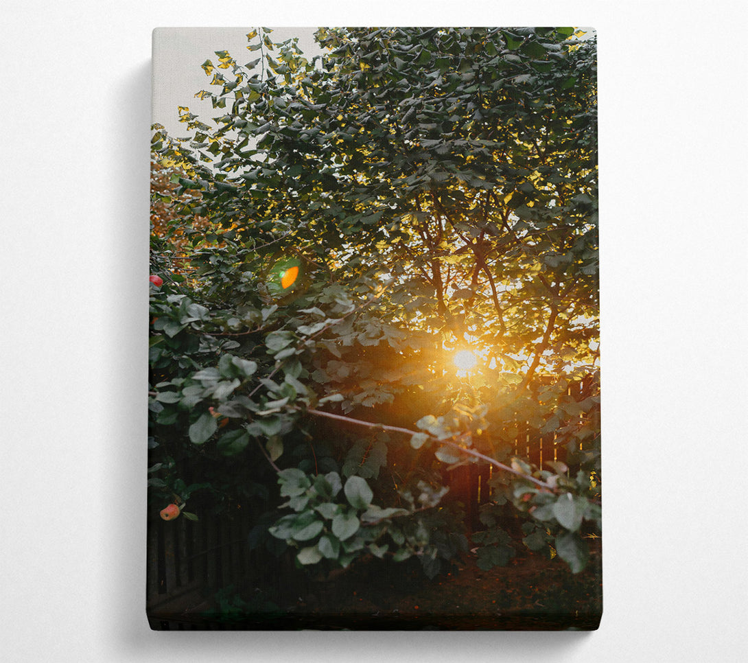  A Canvas Print of Golden Leaves And Sunbeams Canvas Art