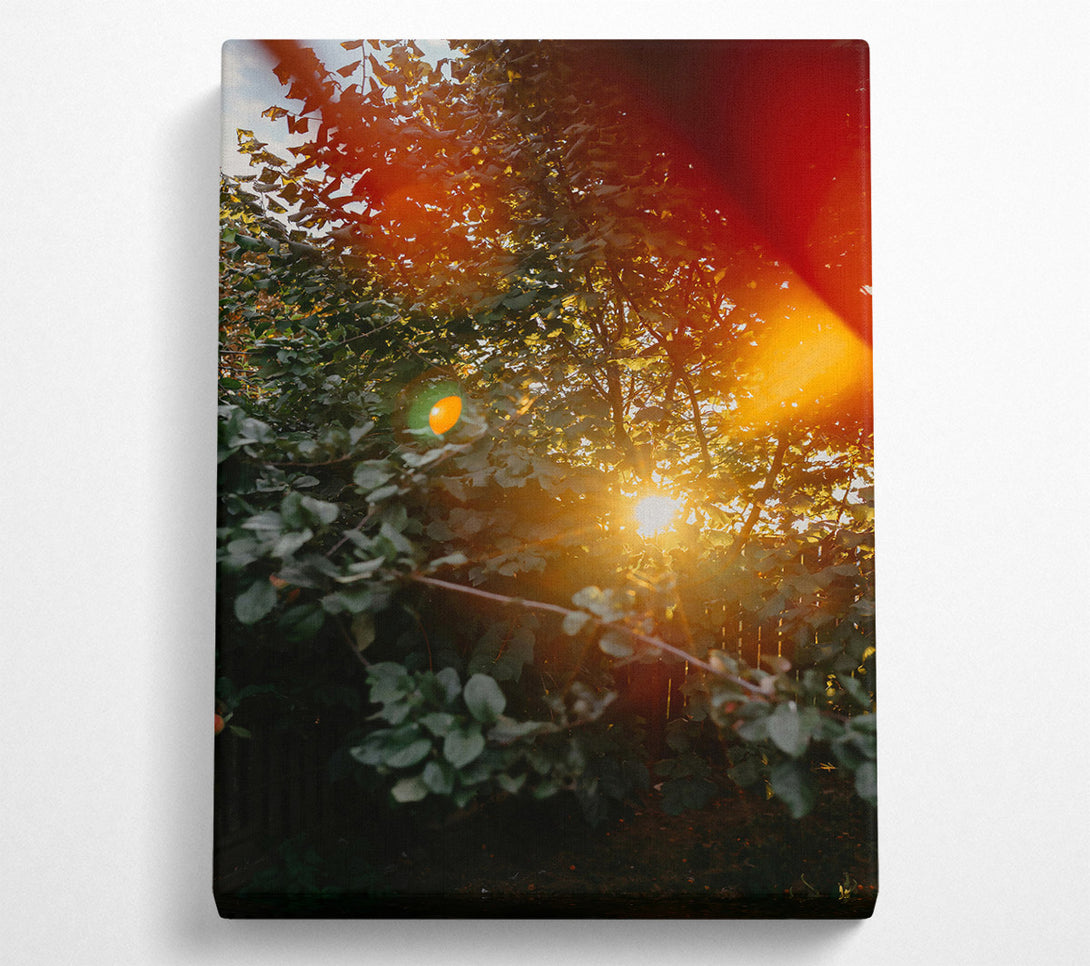  A Canvas Print of Golden Sun Through Leaves Canvas Print