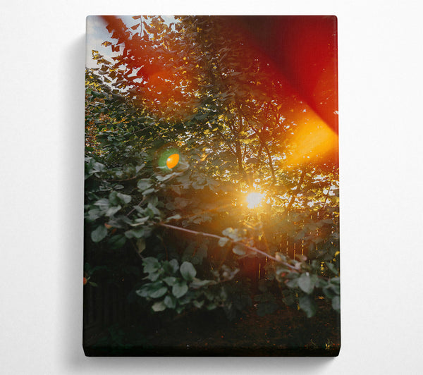  A Canvas Print of Golden Sun Through Leaves Canvas Print