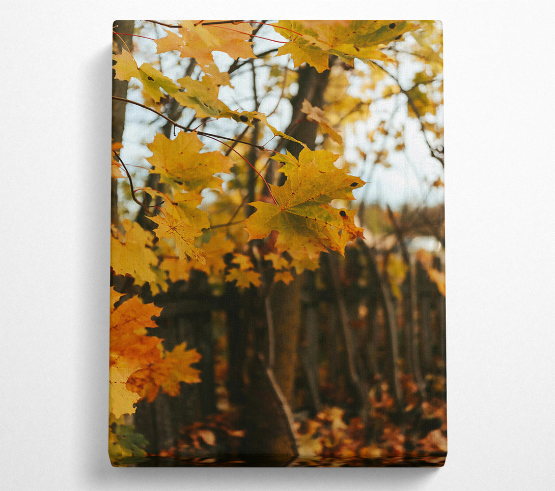  A Canvas Print of Golden Autumn Leaves Canvas Wall Art