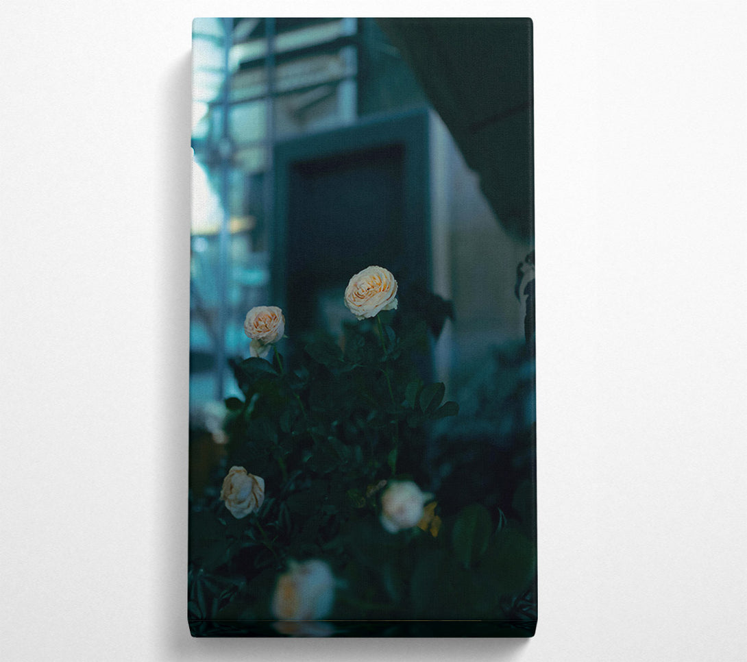  A Canvas Print of Pale Blooms In The Dark Canvas Art