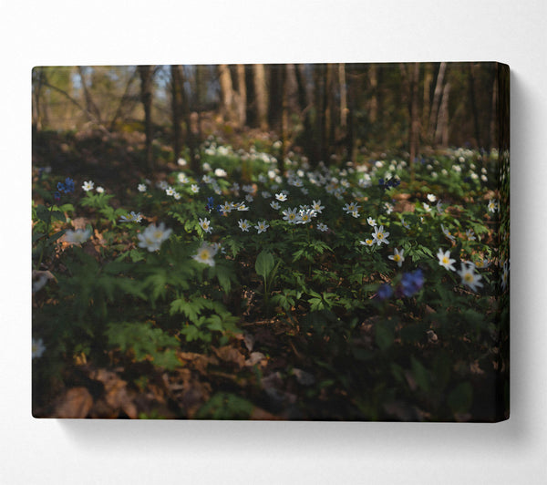  A Canvas Print of Green Woodland Blooms Canvas Art