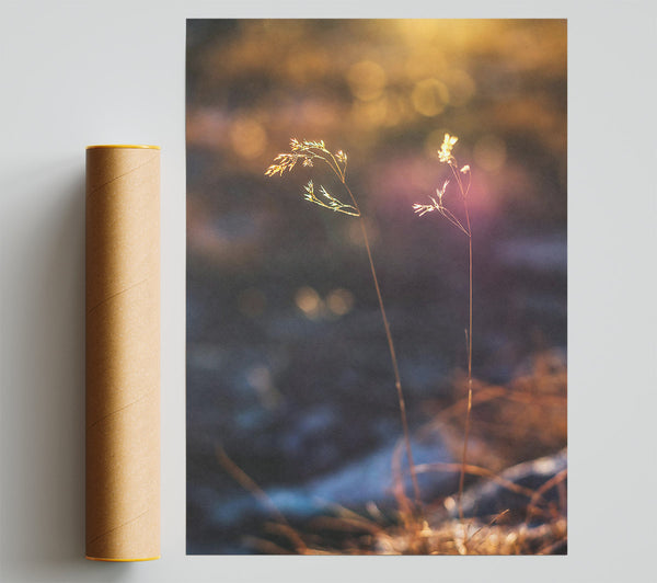 Golden Light Through Grass Giclee Print
