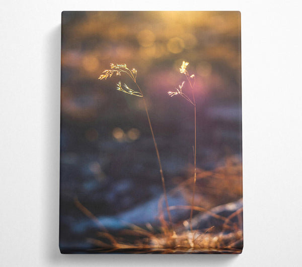  A Canvas Print of Golden Light Through Grass Canvas Art