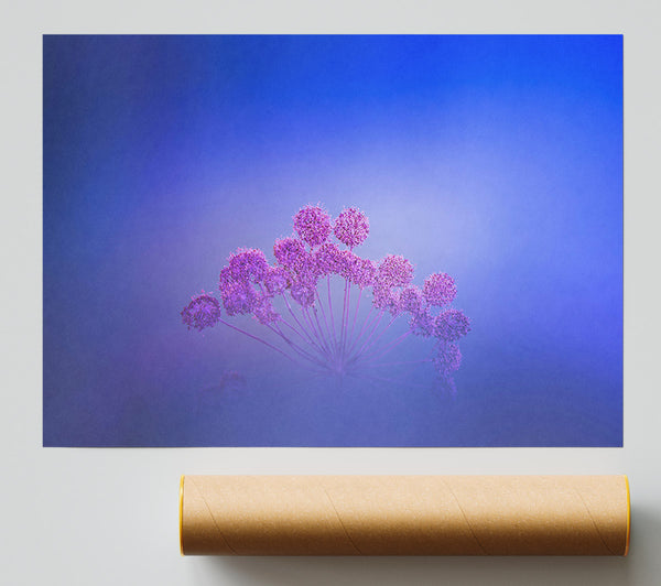 Purple Haze Blooms Poster