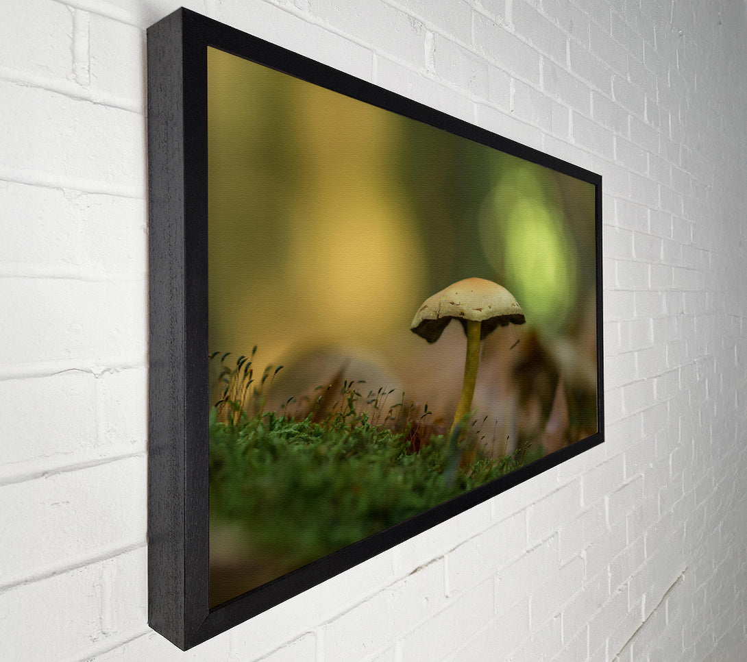  A Canvas Print of Green Moss Mushroom Canvas Print