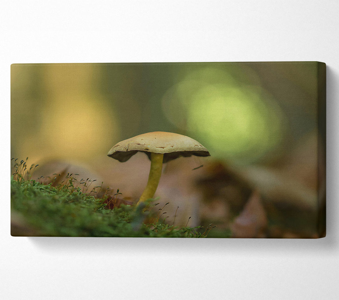  A Canvas Print of Green Moss Mushroom Canvas Print