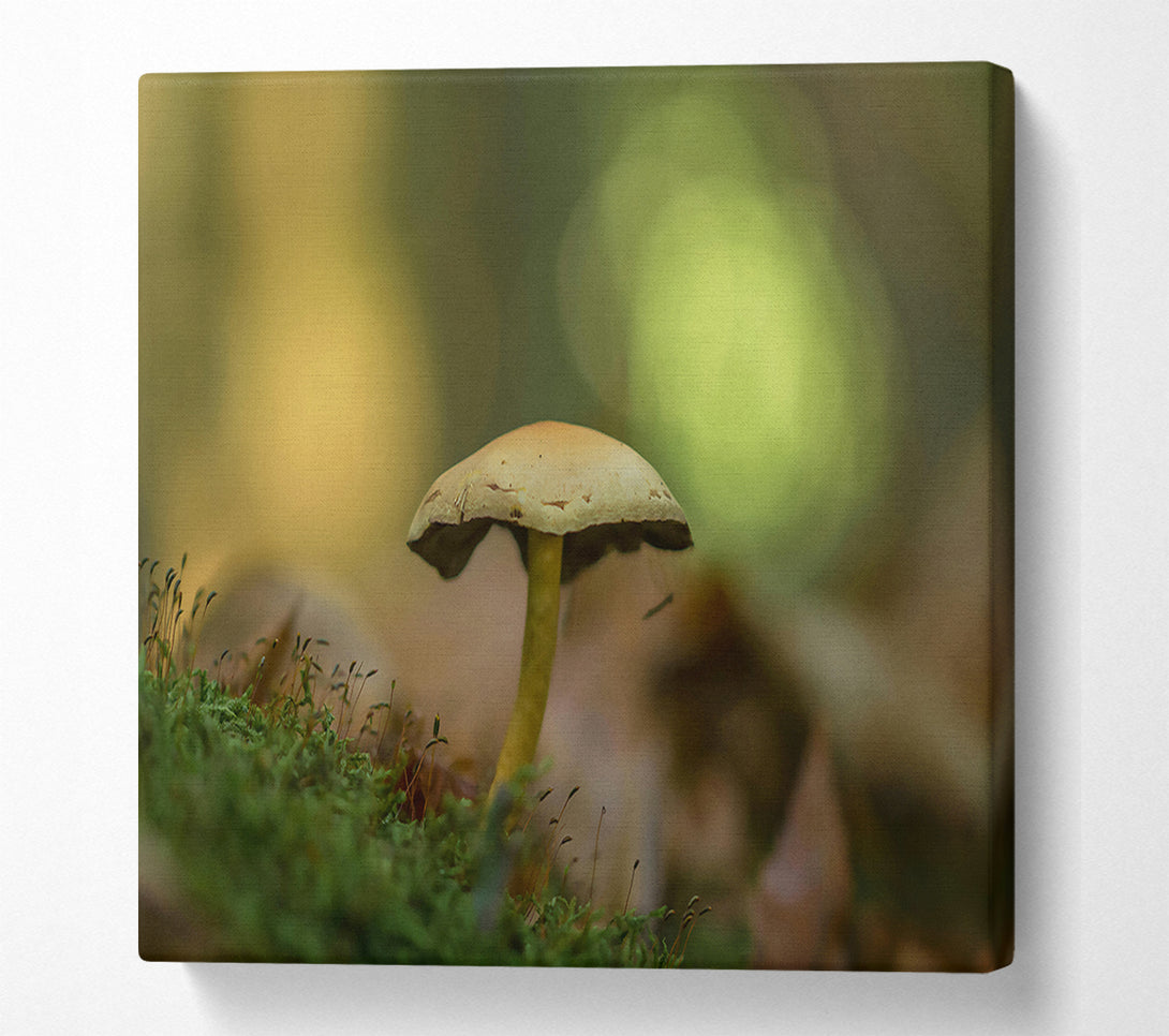  A Canvas Print of Green Moss Mushroom Canvas Print