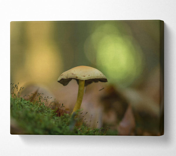  A Canvas Print of Green Moss Mushroom Canvas Print