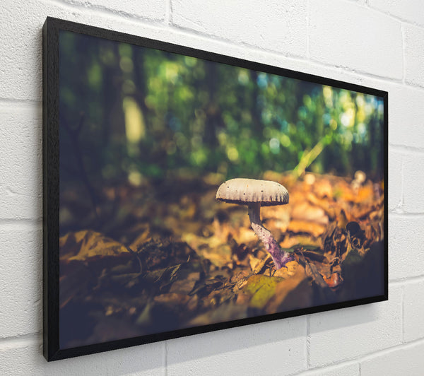 Purple Forest Fungus