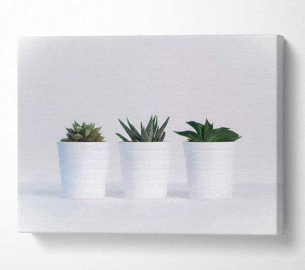  A Canvas Print of White Pots Of Green Canvas Print