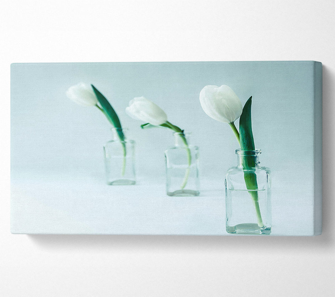  A Canvas Print of Pale Blue Tulips Canvas Print