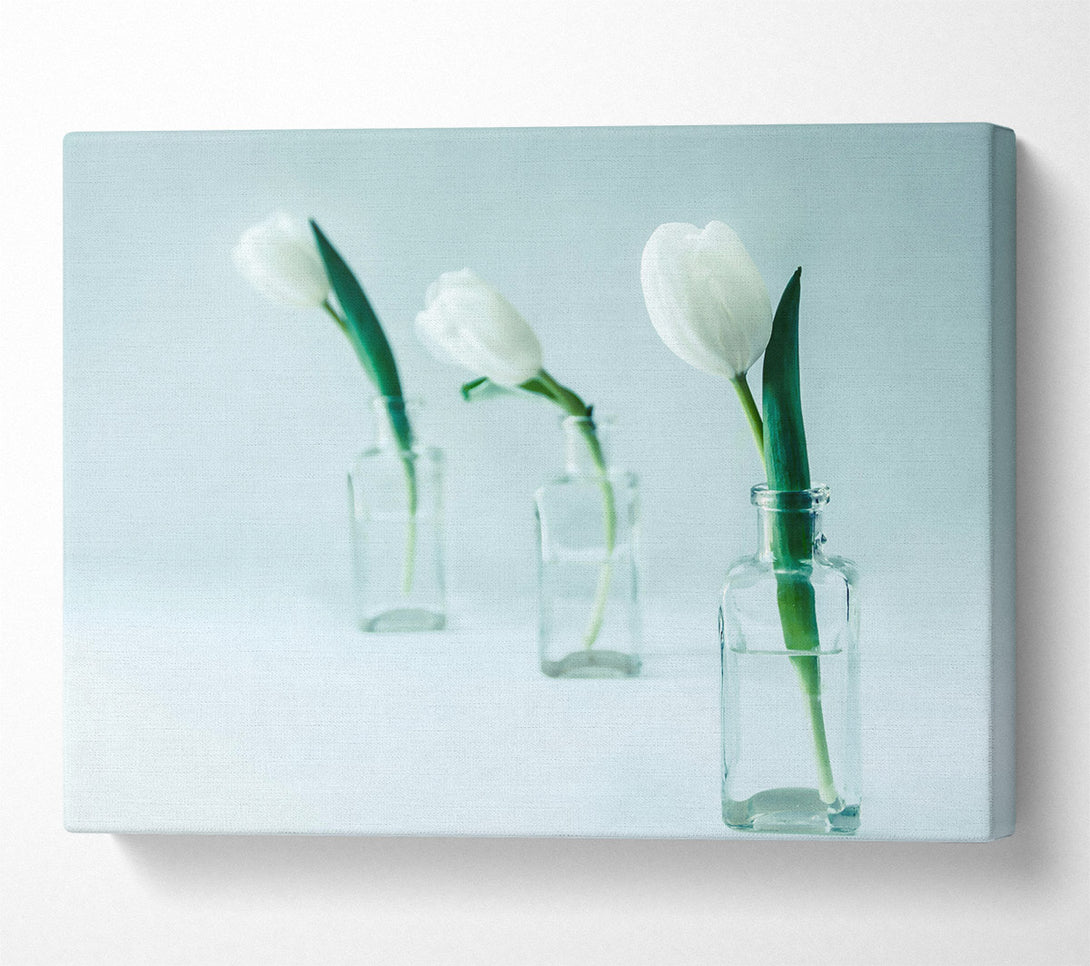  A Canvas Print of Pale Blue Tulips Canvas Print