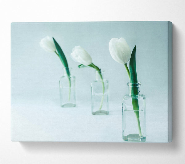  A Canvas Print of Pale Blue Tulips Canvas Print
