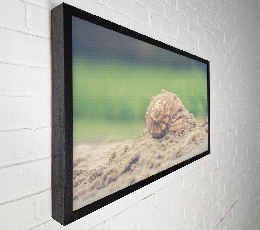 A Canvas Print of The Brown Seashell Canvas Print