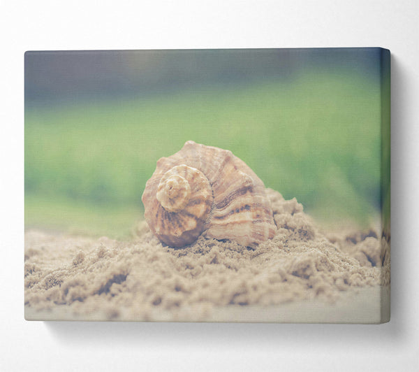  A Canvas Print of The Brown Seashell Canvas Print