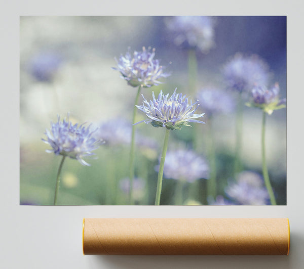 Lavender Field Dreams Poster