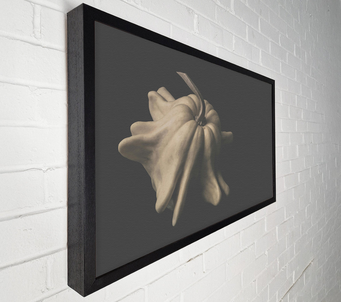  A Canvas Print of Pale Gourd Bloom Canvas Art