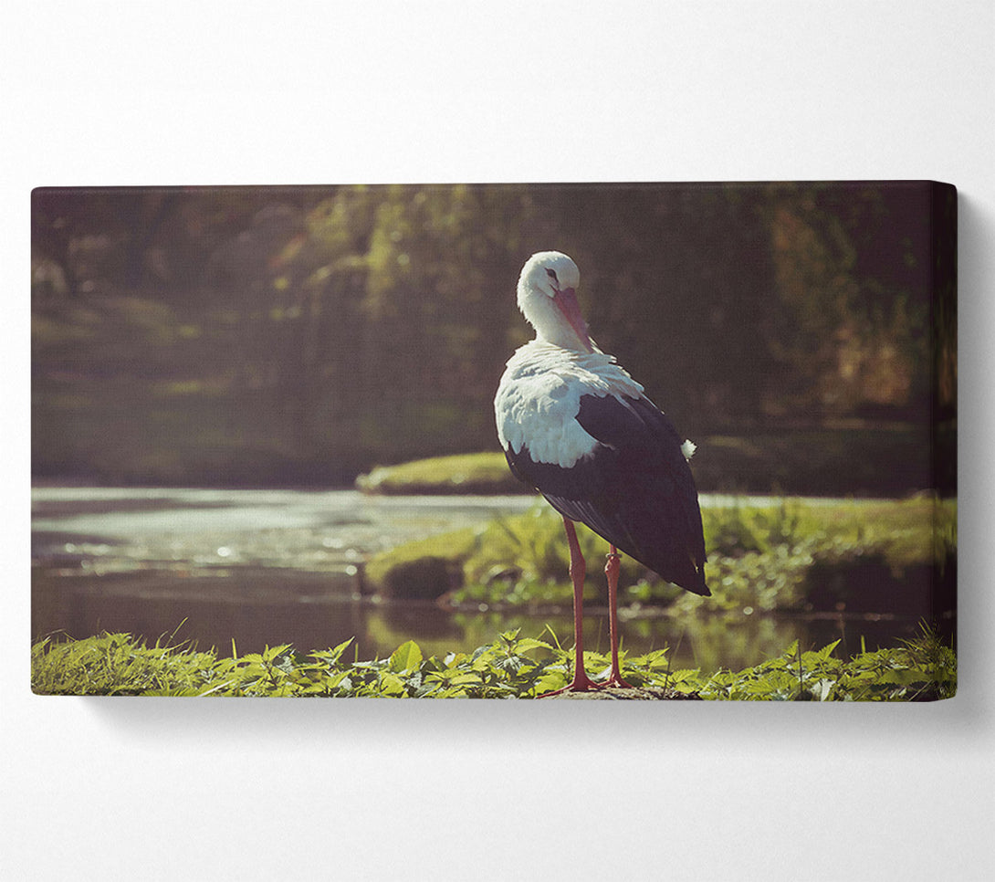  A Canvas Print of White Stork By The Water Canvas Print