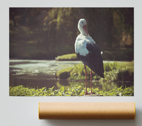 White Stork By The Water Print