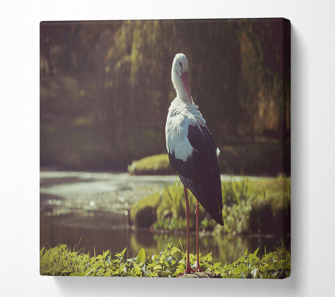  A Canvas Print of White Stork By The Water Canvas Print