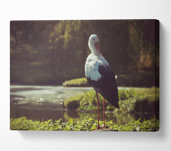  A Canvas Print of White Stork By The Water Canvas Print