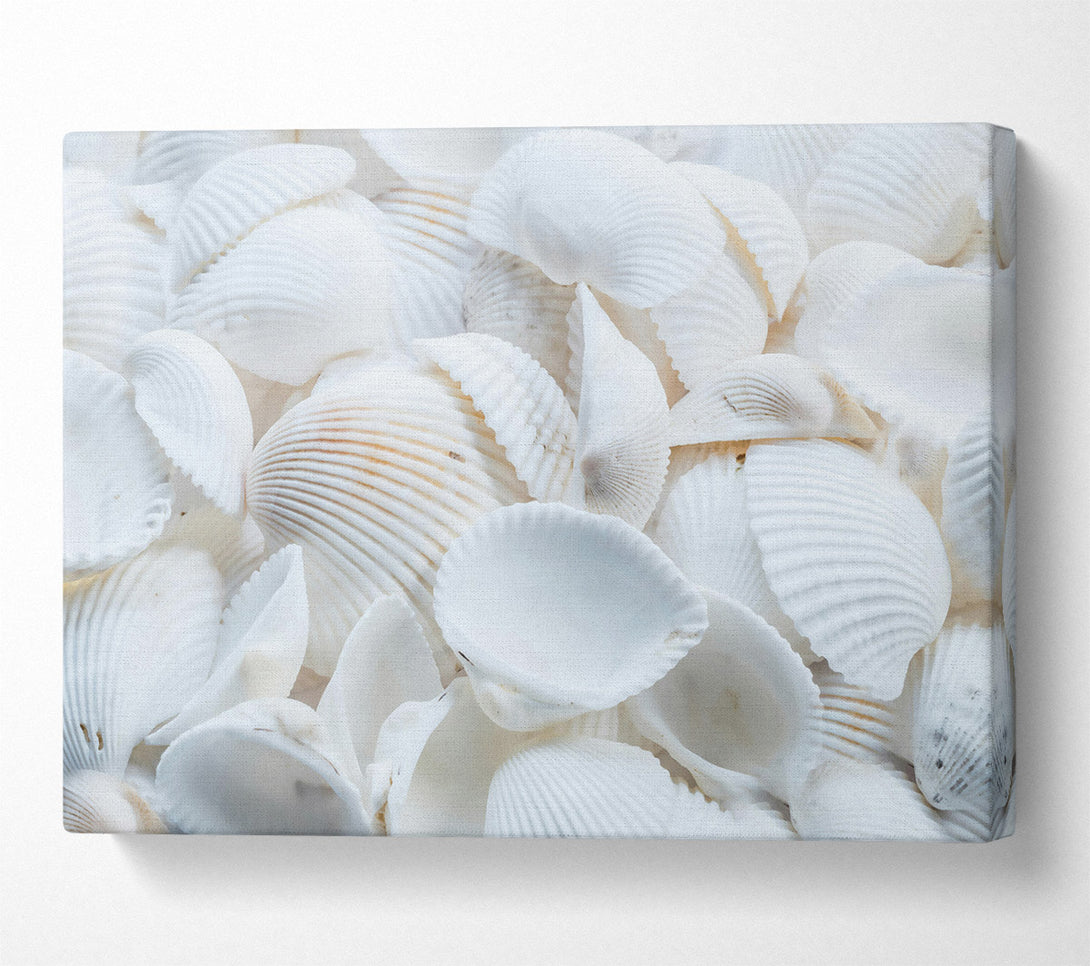  A Canvas Print of White Seashell Symphony Canvas Wall Art