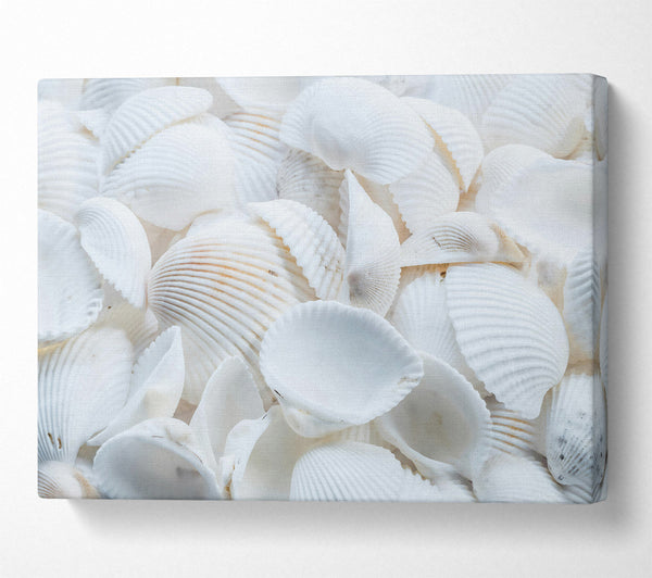  A Canvas Print of White Seashell Symphony Canvas Wall Art