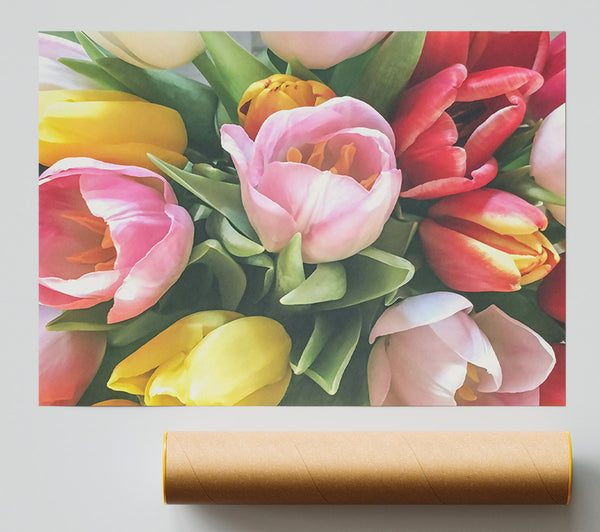 Pink Tulip Bouquet Poster