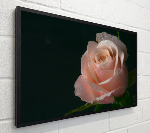 Dewy Peach Rose