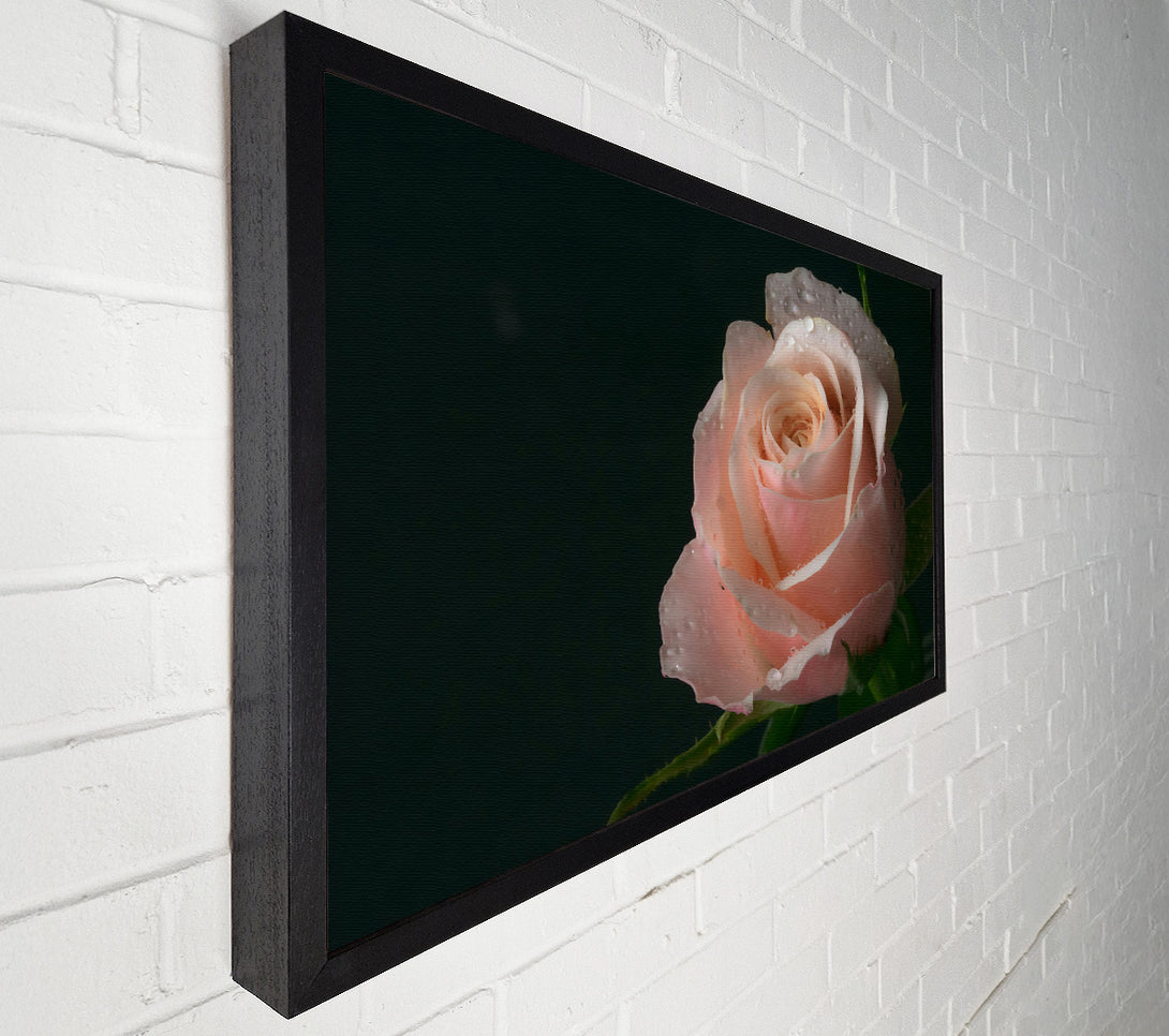  A Canvas Print of Dewy Peach Rose Canvas Art