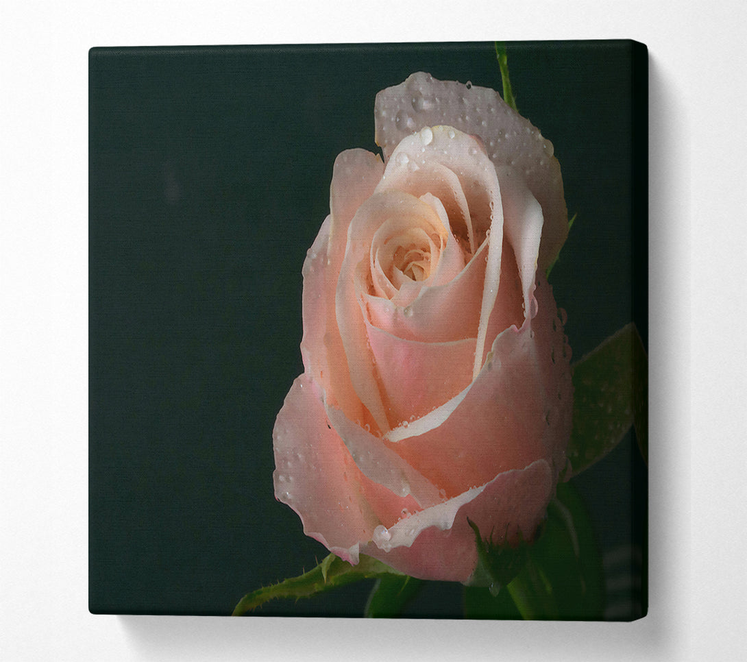  A Canvas Print of Dewy Peach Rose Canvas Art